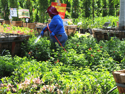 watering plants during summer at nursery