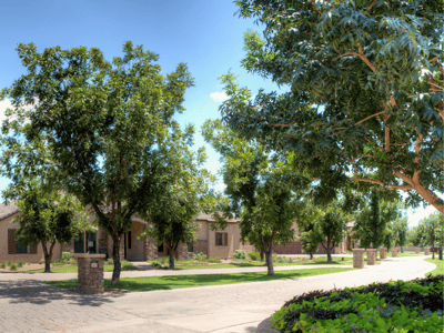 Shade trees Chinese pistache trees