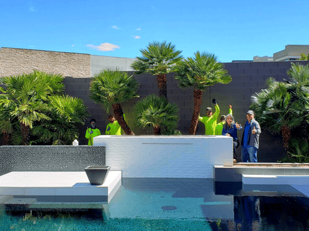 Moon Valley Nurseries, Mediterranean fan palm near pool planting job