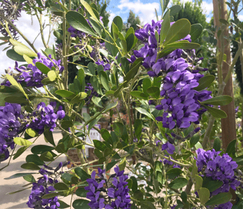 Texas Mountain Laurel Blooms at Moon Valley Nurseries