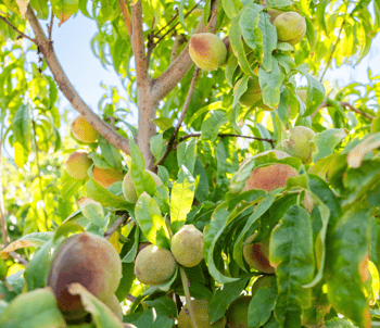 Peach tree with fruit.