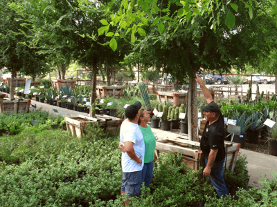 Nursery Pro working with customer to select trees for yard project